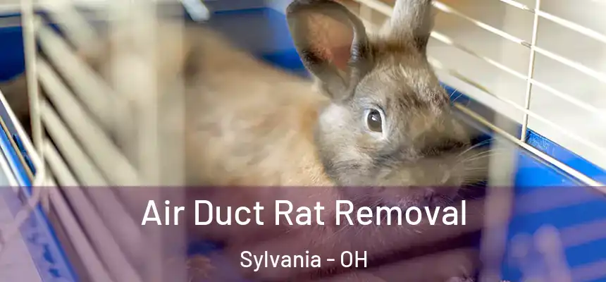 Air Duct Rat Removal Sylvania - OH